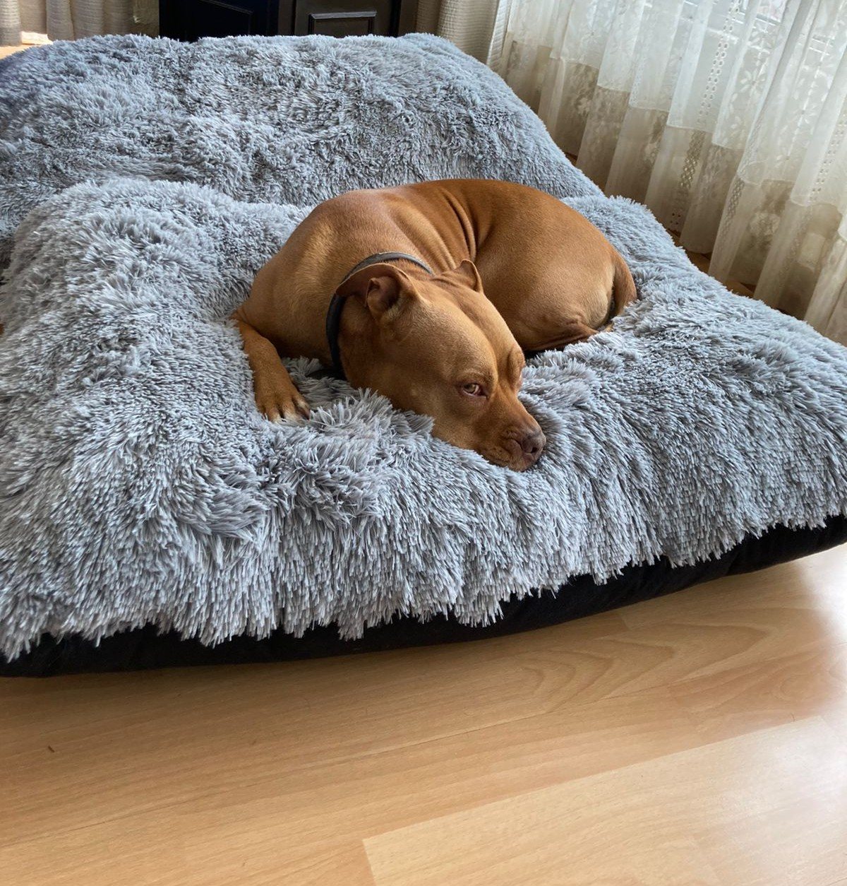 Perro descansando en Fluffy Bed