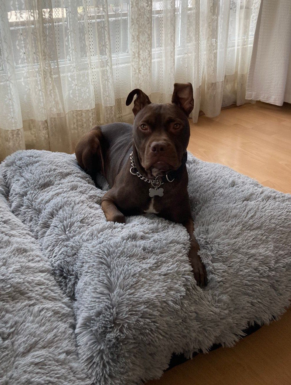 Perro en Fluffy Bed
