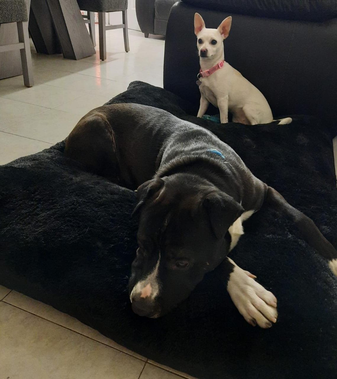 Dos perros en Fluffy Bed