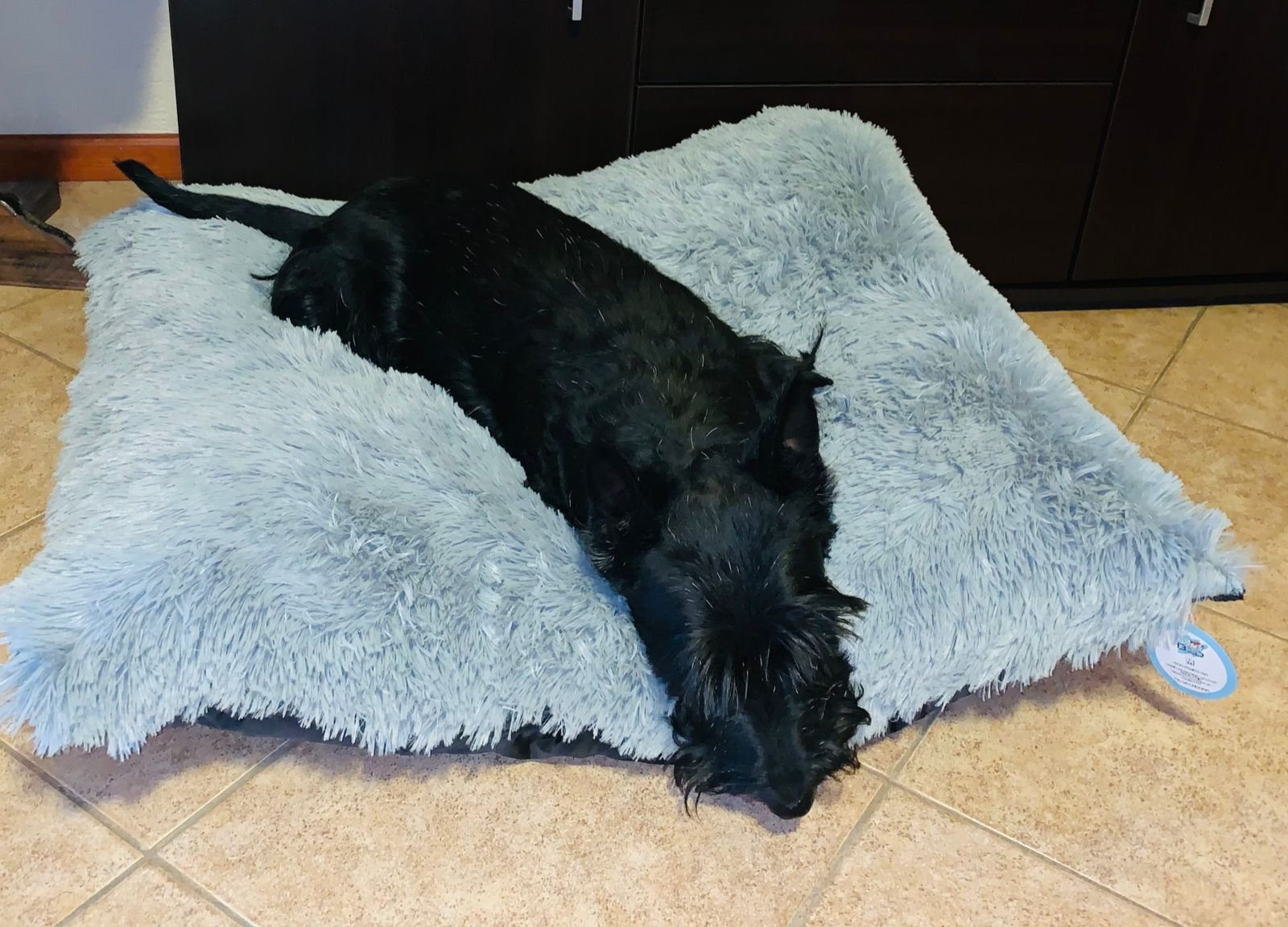 Perro negro en Fluffy Bed