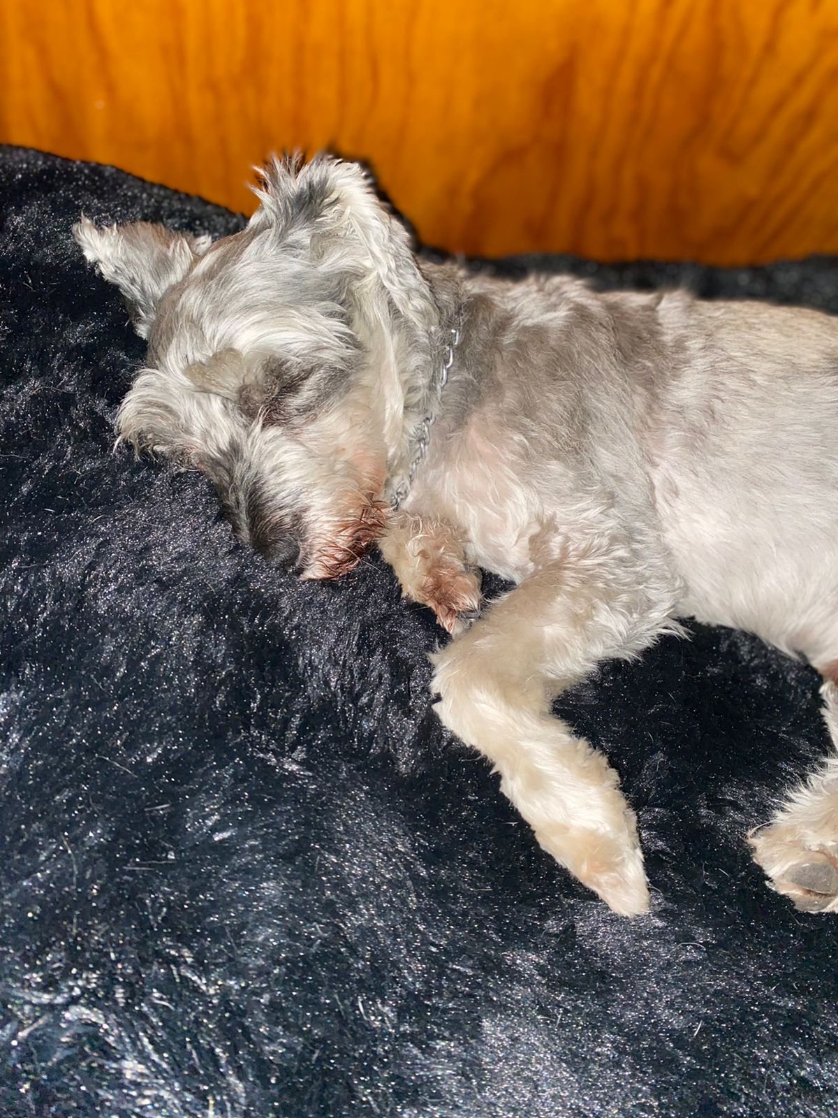 Perro en Fluffy Bed